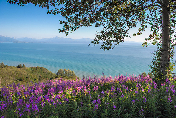 Ocean View with Fireweed, Homer, AK