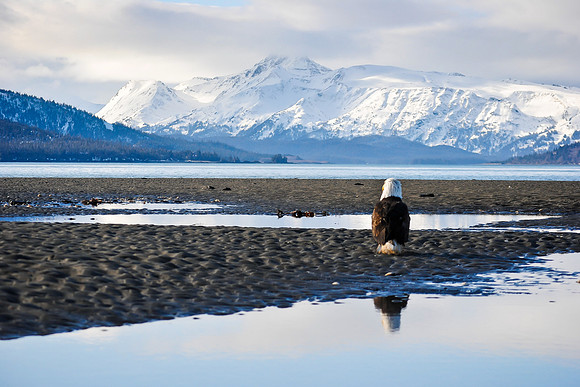 Lone Eagle on Homer Spit, Homer, AK