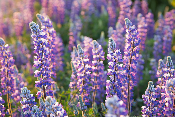 Lupine Abloom, Homer AK