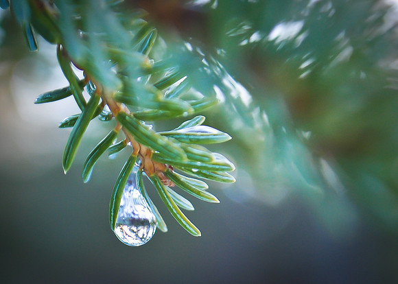 Rain Drop on Spruce Needles, Homer, AK