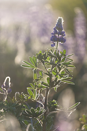 Backlit Lupine on Homer Spit, Homer, AK
