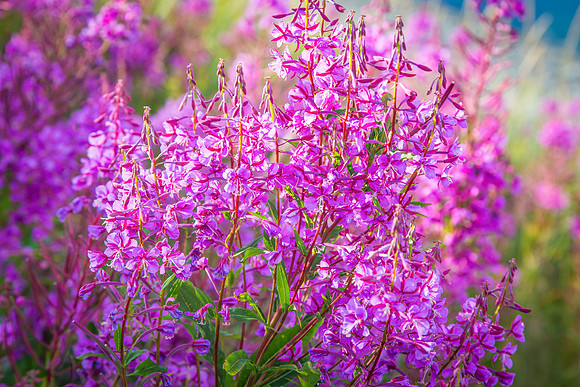 Fireweed Abloom, Homer, AK