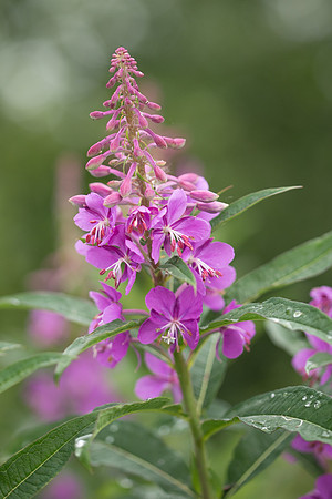 Young Fireweed, Homer, AK