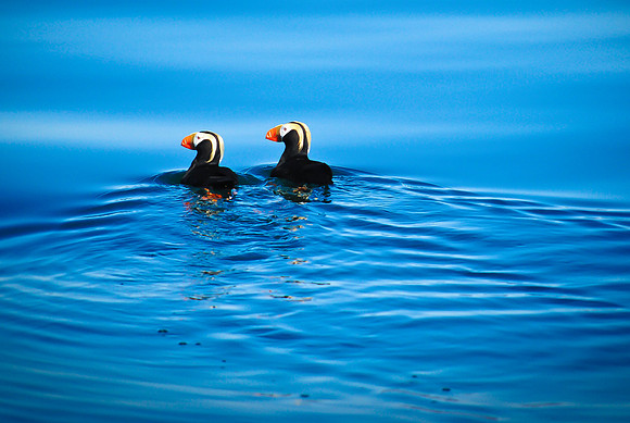 Puffin Pair on Kachemak Bay, Homer, AK