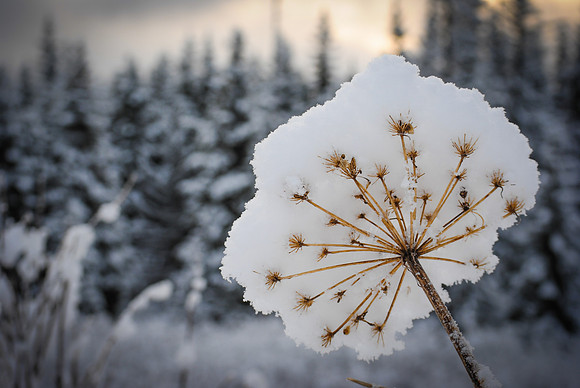 Snowflower, Homer, AK