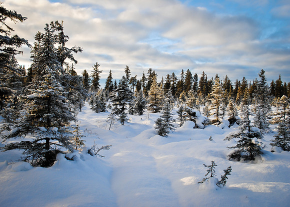 Fresh Powder, Homer, AK