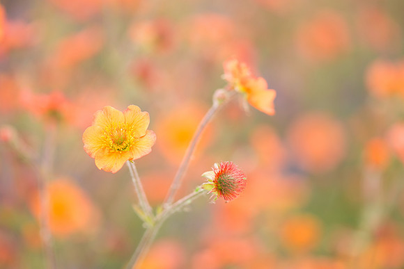 Orange Blooms, Homer, AK