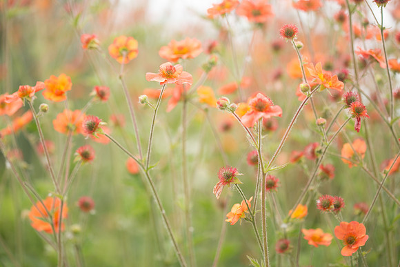 Delicate Florals, Homer, AK