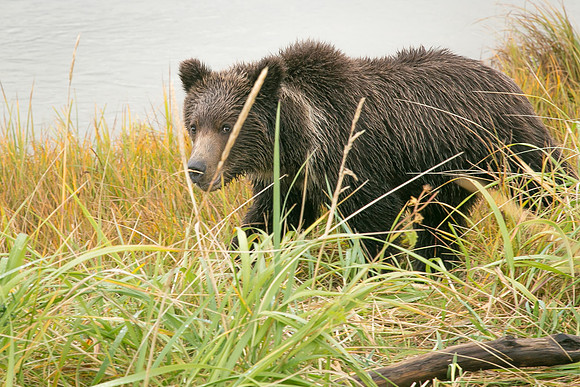 Baby Brown Bear, Lake Clark National Park, AK