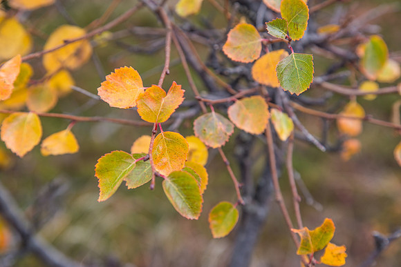 A Splash of Yellow, GIrdwood, AK