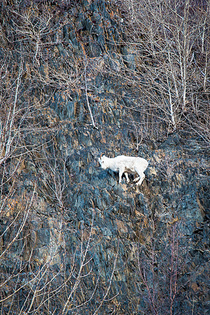 Climbing High, Turnagain Arm Cliffs, Girdwood, AK