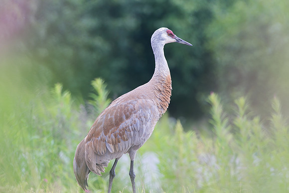 Sandhill Crane, Homer, AK
