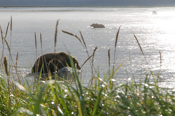 Brown Bears Hunting for Salmon, Lake Clark National Park, AK
