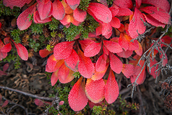 A Splash of Red, Anchorage, AK