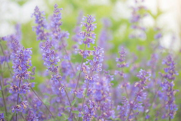 A Splash of Purple, Homer, AK
