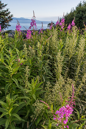 Fireweed at the Overlook, Homer, AK