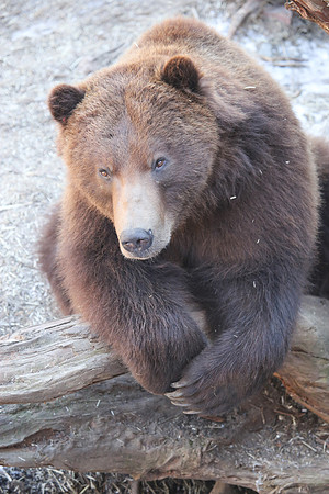 Brown Bear Posing, Sitka, AK