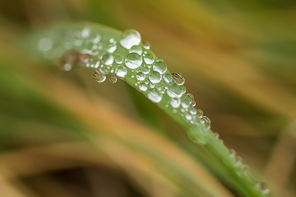 Raindrops on Blade of Grass, Homer, AK