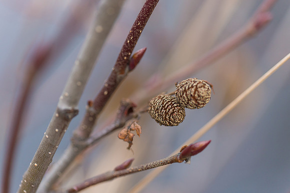 New Growth, Homer, AK