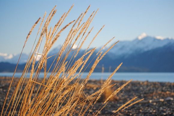 Field Grass on Homer Spit, Homer, AK