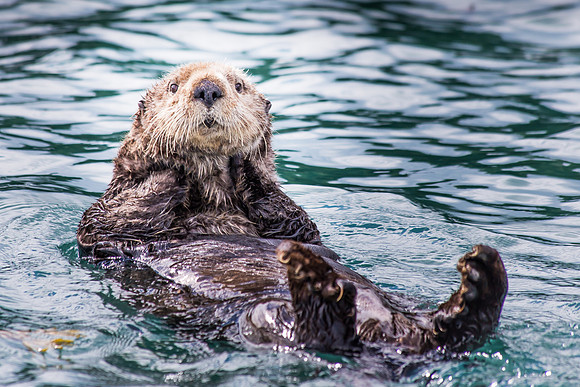 Sea Otter in Harbor, Homer, AK
