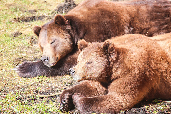 Sleeping Bears, Sitka, AK