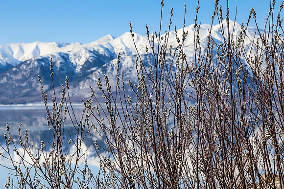 Signs of Spring in Turnagain Arm, Girdwood, AK