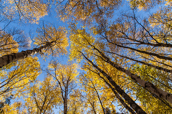 Tall Spruce Trees, Eagle River Nature Center, Eagle River, AK