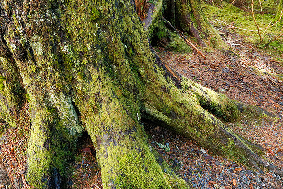Tree Trunk in Old Forest, Sitka, AK