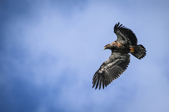 Juvenile Eagle in Flight, Sitka, AK