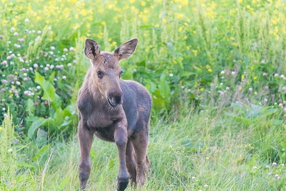 Baby Moose, Homer, AK