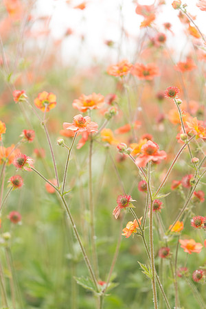 Dainty Florals, Homer, AK