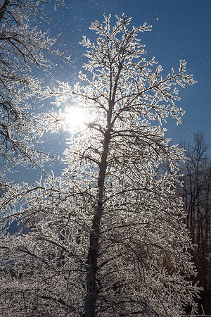 Frosty Silhouette, Kenai, AK