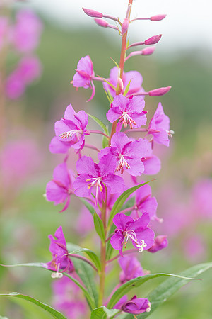 Fireweed, Homer, AK