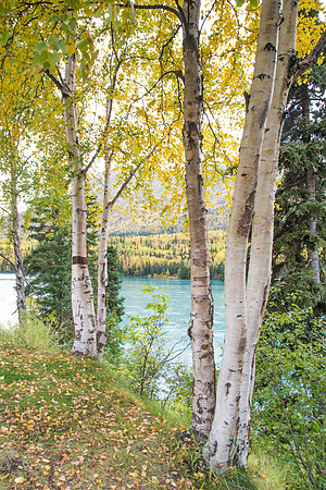 Fall Colors on Kenai River, Kenai, AK