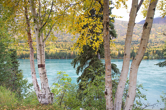 Birch Trees on Kenai River, Kenai, AK