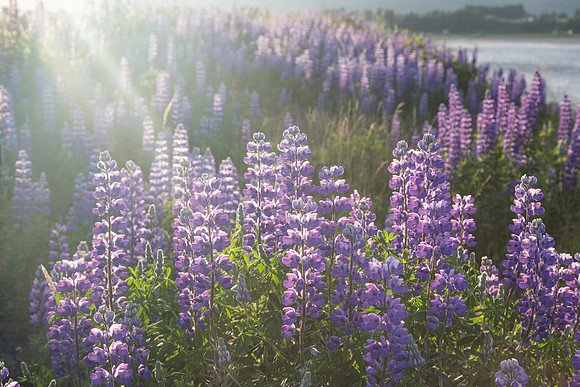 Field of Lupine, Homer, AK