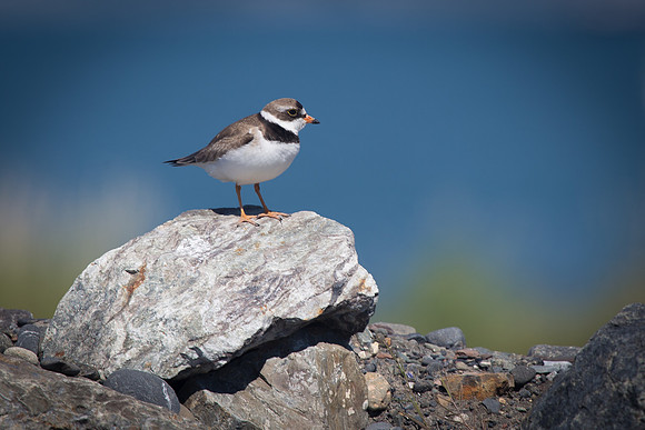 Plover with Ocean Backdrop