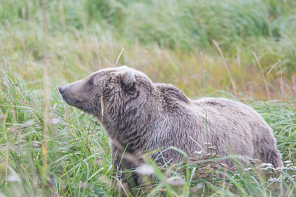 Brown Bear in Field, Lake Clark National Park, AK