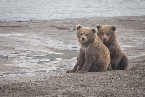 Brown Bear Cubs, Lake Clark National Park