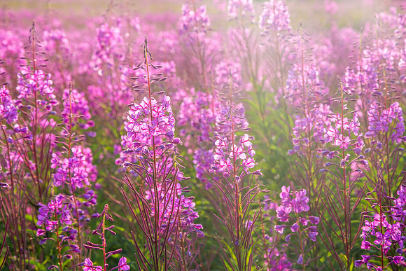 Field of Fireweed Bathed in Sunlight, Homer, AK