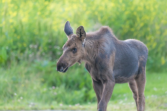 Curious Baby Moose, Homer, AK