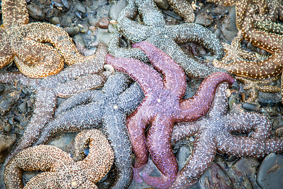 Seastar Constellation, Homer Spit, Homer, AK