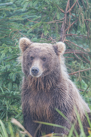 Brown Bear Beauty, Lake Clark National Park, AK