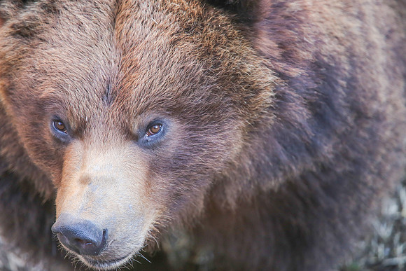 Staring Contest with a Brown Bear, Sitka, AK