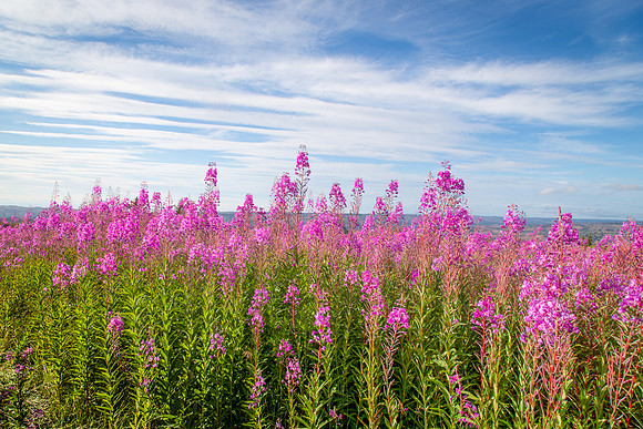 Fireweed on Olson Mountain, Homer, AK