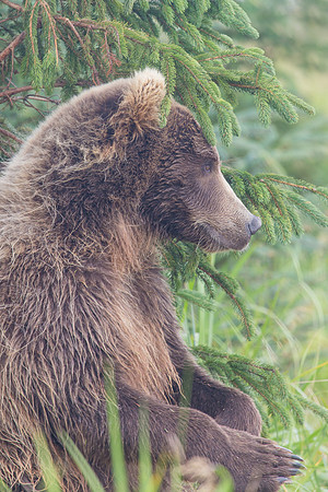 Back Scratch Bear, Lake Clark National Park, Ak